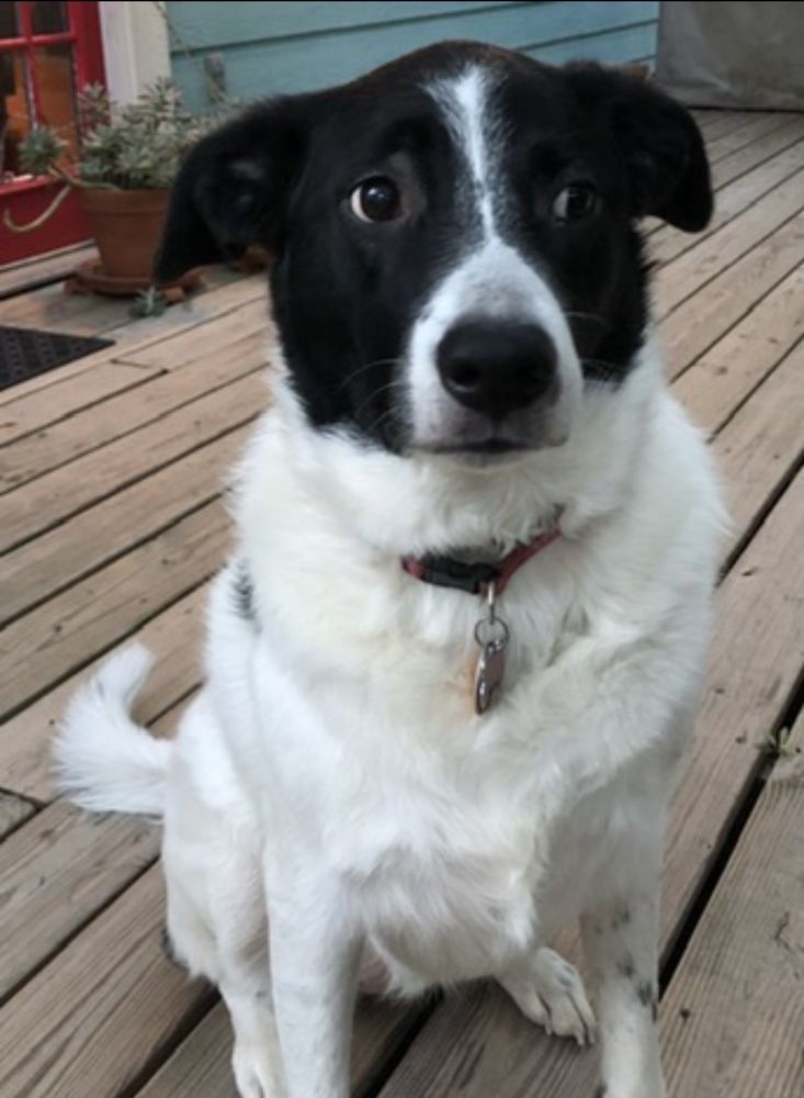 ONION CREEK KENNELS Updated October 2024 43 Photos & 42 Reviews