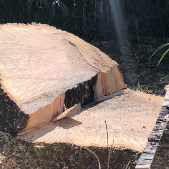 Lopez Tree Services - Damaged tree - Tree Services Near Me - Alexandria, Virginia Lopez Tree Services - Damaged tree - Tree Services Near Me - Alexandria, Virginia