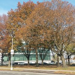 Maple Grove Park - Behind Queens Cty Criminal Court-future home of the Rikers Islanders relocation program. (IE: a new high-tech jail) Oh joy!
