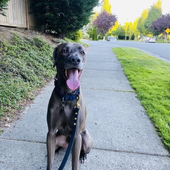 Nitro K-9 - Pet Training Near Me - Bothell, Washington