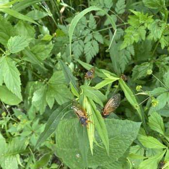 Charleston Falls Preserve - Cicadas - Parks Near Me - Tipp City, Ohio Charleston Falls Preserve - Cicadas - Parks Near Me - Tipp City, Ohio