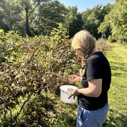 Legacy Valley NC - Picking time!
