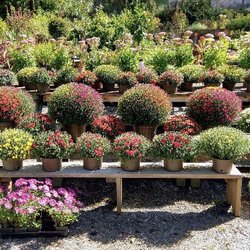 Shields Herb and Flower Farm