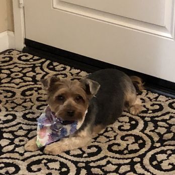 Shampooch Pet Styles - Pet Groomers Near Me - Temecula, California Shampooch Pet Styles - Pet Groomers Near Me - Temecula, California