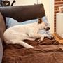 Photo of Dog Time!