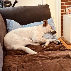 Dog Time! - Harmony resting after a fun day at daycare