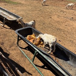 Old Baker Farm - Goat
