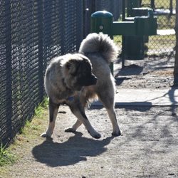 Canyon Run Dog Park