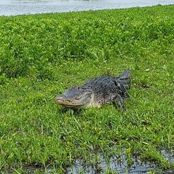 Switchgrass Outfitters & Airboat Tours