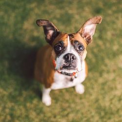 Thrive Pet Healthcare Specialists - Albuquerque