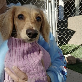 Johnny's Doghouse - Princess Leia at Johnny's Doghouse daycare - Pet Boarding Near Me - Cottonwood, Arizona