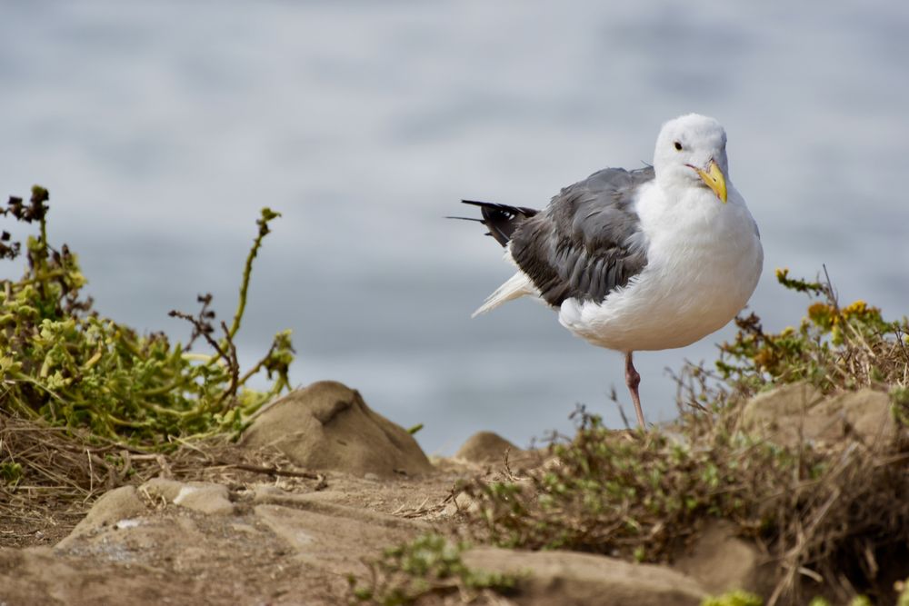 Hotels - SEA OTTER INN - 212 Photos & 170 Reviews - 6656 Moonstone