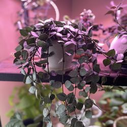 Denver Plant Delivery