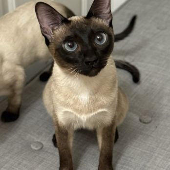 Saengdao Cattery - Seal Point Thai - Pet Breeders Near Me Saengdao Cattery - Seal Point Thai - Pet Breeders Near Me