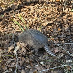 Guana River Wildlife Management Area