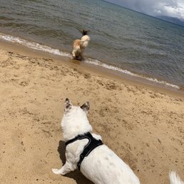 Peanut watching his friends Peanut watching his friends