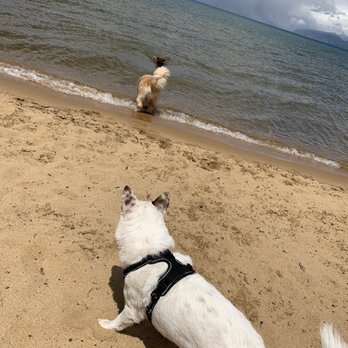 Kiva Beach - Peanut watching his friends - Beaches Near Me - South Lake Tahoe, California Kiva Beach - Peanut watching his friends - Beaches Near Me - South Lake Tahoe, California