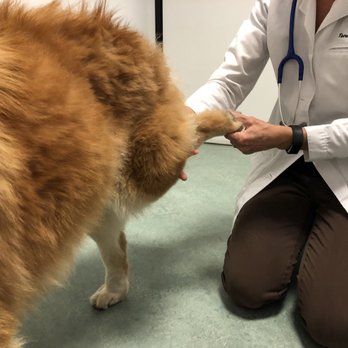 Advanced Care Veterinary Hospital - Veterinarians Near Me - Poway, California