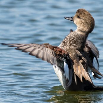 San Joaquin Marsh Wildlife Sanctuary - Courtship....duck style. - Parks Near Me - Irvine, California San Joaquin Marsh Wildlife Sanctuary - Courtship....duck style. - Parks Near Me - Irvine, California
