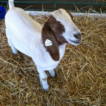 Monterey County Fairgrounds - Cute lil happy goat at the Monterey County Fair 2013 - Venues & Event Spaces Near Me - Monterey, California