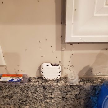 National Exterminating - Pest Control Near Me - Newport News, Virginia National Exterminating - Pest Control Near Me - Newport News, Virginia