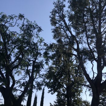 Gomez Landscape & Tree Care - Locust and a gigantic Aleppo Pine tree - Tree Services Near Me - Simi Valley, California