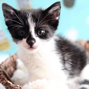 Melissa's Menagerie's Second Chances - Foster kitten, Mako. - Pet Adoption Near Me - Shawnee, Kansas Melissa's Menagerie's Second Chances - Foster kitten, Mako. - Pet Adoption Near Me - Shawnee, Kansas