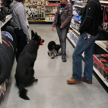 Custom K-9 Service Dogs - Practicing safe, calm interactions in public. - Pet Training Near Me Custom K-9 Service Dogs - Practicing safe, calm interactions in public. - Pet Training Near Me