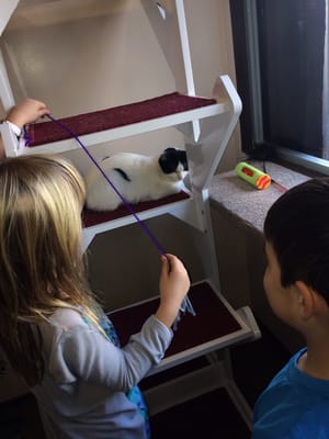 The Cat Cafe by null