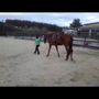 Photo of Gaited Pleasure Horses