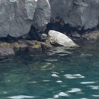 Alii Ocean Tours - Turtle in the harbor - Boat Charters Near Me - Kailua-Kona, Hawaii Alii Ocean Tours - Turtle in the harbor - Boat Charters Near Me - Kailua-Kona, Hawaii