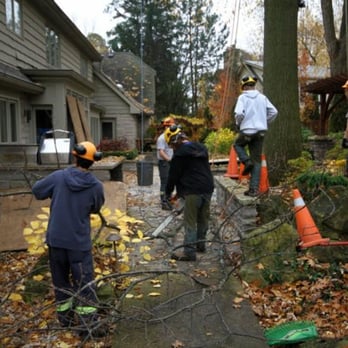 Rooted Tree Services - Tree Services Near Me - Mississauga, Ontario Rooted Tree Services - Tree Services Near Me - Mississauga, Ontario