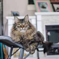Cat Show Cat Cafe - Bob