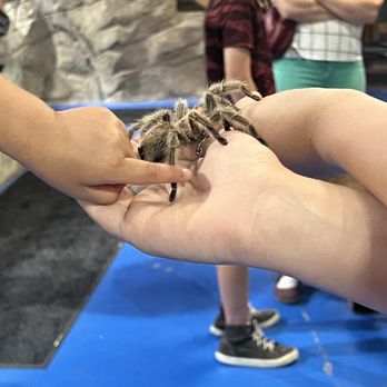 SeaQuest - Utah - Tarantula - Aquariums Near Me - Layton, Utah SeaQuest - Utah - Tarantula - Aquariums Near Me - Layton, Utah