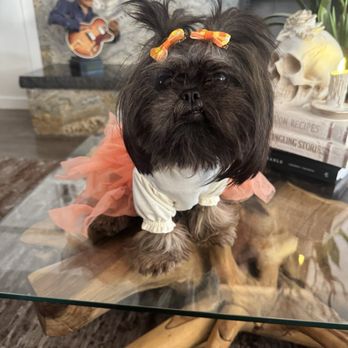 The Doggie Spaw - Darla looking fabulous for Halloween after her spaw day - Pet Training Near Me - Los Angeles, California