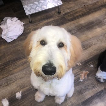 A Purrfect Dog Grooming & Daycare: Ultimate Care for Your Pet