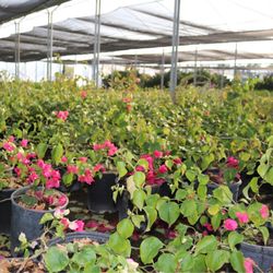 T & R Nurseries - Pink Bougainvillea 5gal