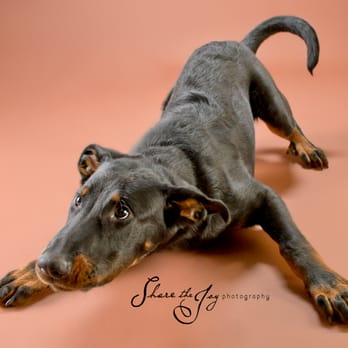 Share The Joy Pet Photography - Pet Photography Near Me - Lafayette, California Share The Joy Pet Photography - Pet Photography Near Me - Lafayette, California