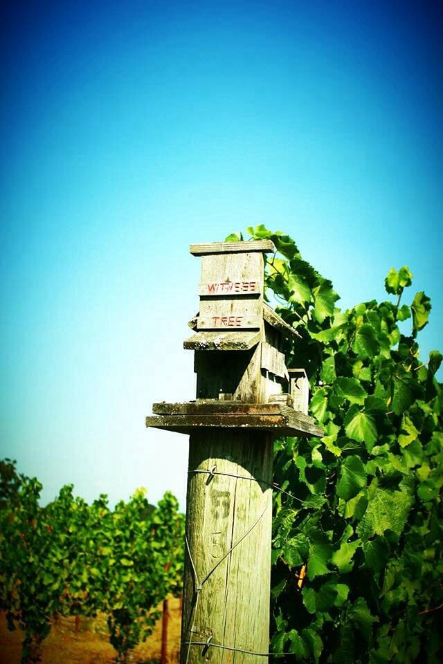 Witness Tree Vineyard - vineyard in Salem, OR