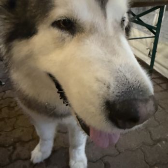 Gemüt Biergarten - Beer Gardens Near Me - Columbus, Ohio