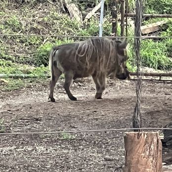 Twilight Tours - Warthog - Walking Tours Near Me - Honolulu, Hawaii Twilight Tours - Warthog - Walking Tours Near Me - Honolulu, Hawaii