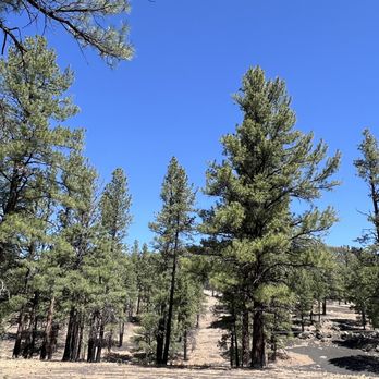 Bonito Campground - Campgrounds Near Me - Flagstaff, Arizona