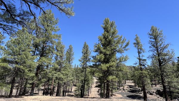Bonito Campground by null