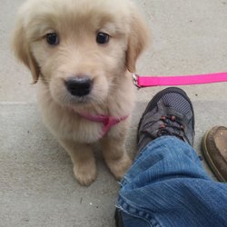 Brighter Days Dog Rescue - Thanks BDD!
