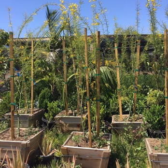 Pine Hills Nursery - Nurseries & Gardening Near Me - Rosemead, California Pine Hills Nursery - Nurseries & Gardening Near Me - Rosemead, California