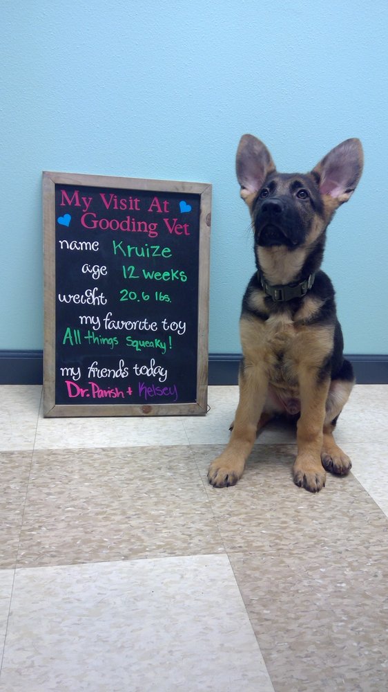 GOODING VETERINARY CLINIC Updated August 2024 238 Main St, Gooding