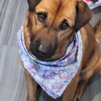 A Better Chance Rescue - Pet Adoption Near Me A Better Chance Rescue - Pet Adoption Near Me