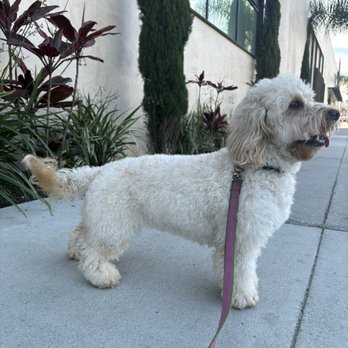 The Paw Spa LB - Pet Groomers Near Me - Long Beach, California The Paw Spa LB - Pet Groomers Near Me - Long Beach, California