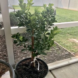 Kurt's Garden - Semi dwarf Kumquat tree.