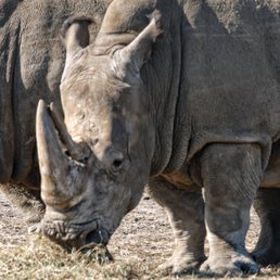 White Rhinoceros White Rhinoceros